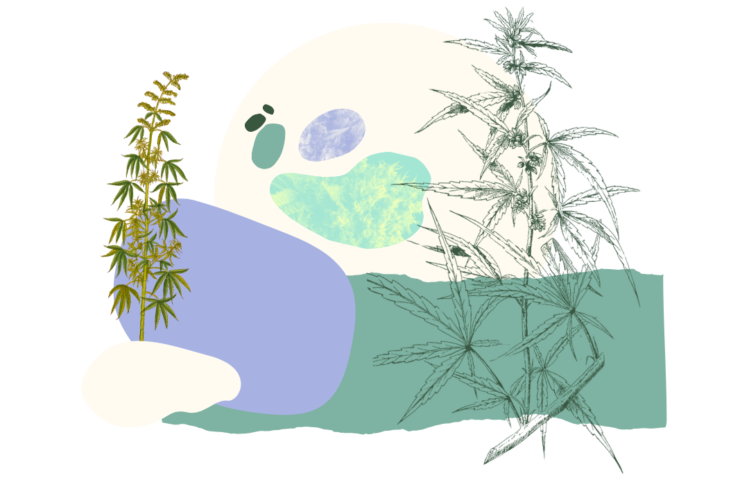 Dispensario de cannabis medicinal en Santiago, Chile, acceso seguro y legal para tratamientos Dispensario de cannabis medicinal en Santiago, Chile, acceso seguro y legal para tratamientos